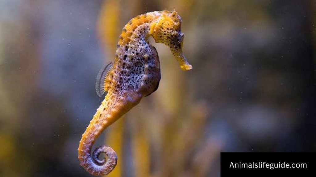 animal that can change color