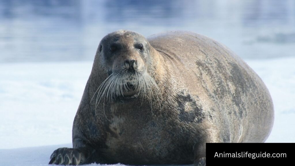 animal with the shortest memory