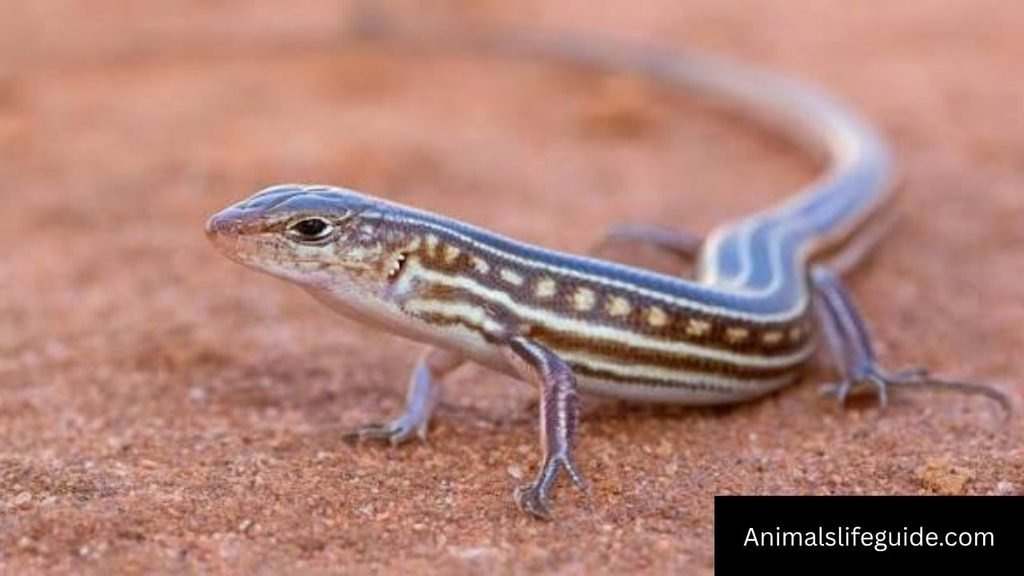 animals with 5 letter names