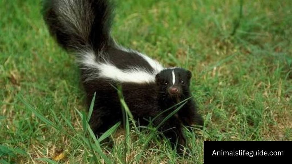 5 letter animal names