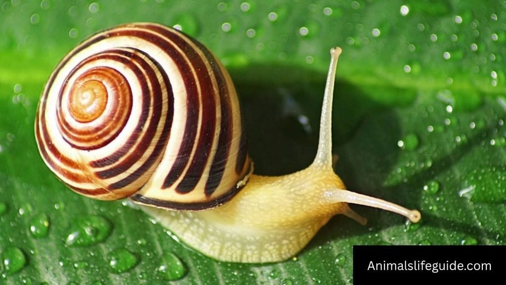 animal that crawl