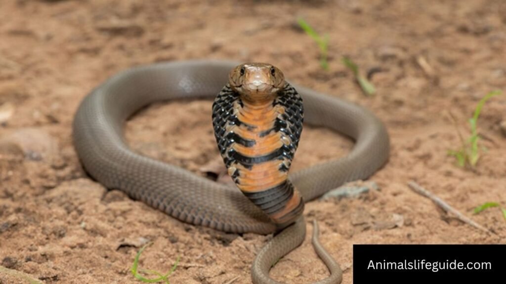animal with the best sense of smell
