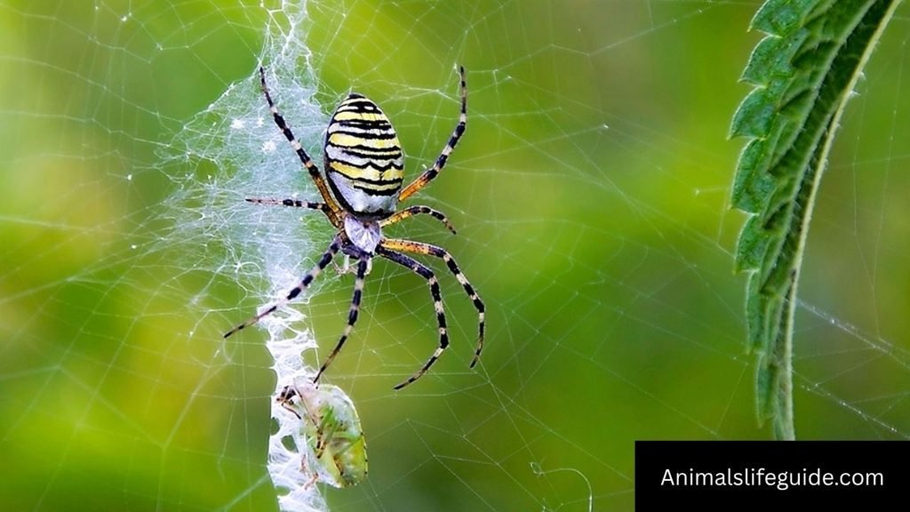 6 letter animal names