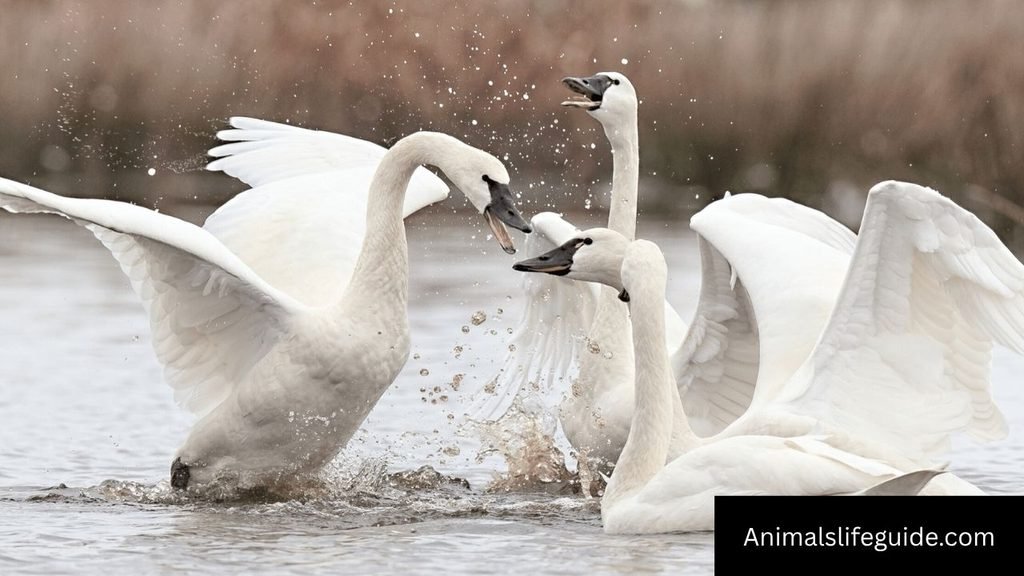 what animal has 4 letters