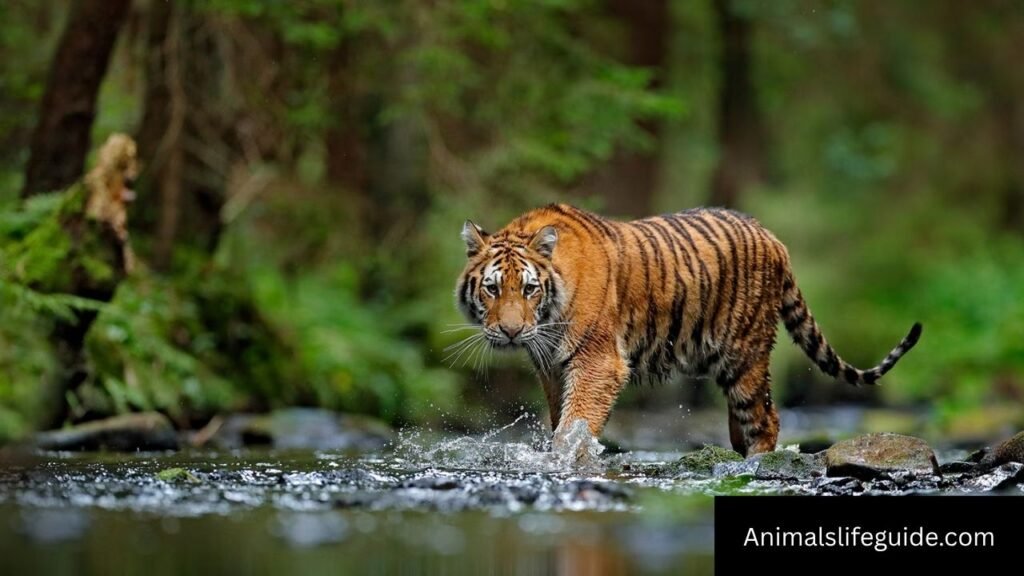 animals with down syndrome pictures