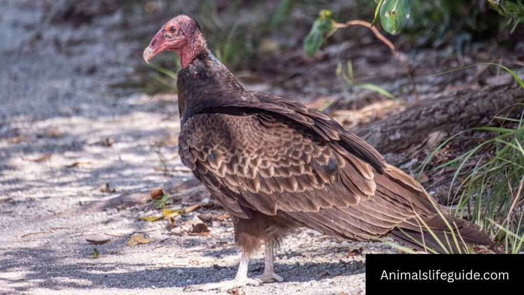 which animal has the strongest sense of smell