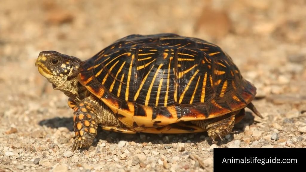 6 letter animal name