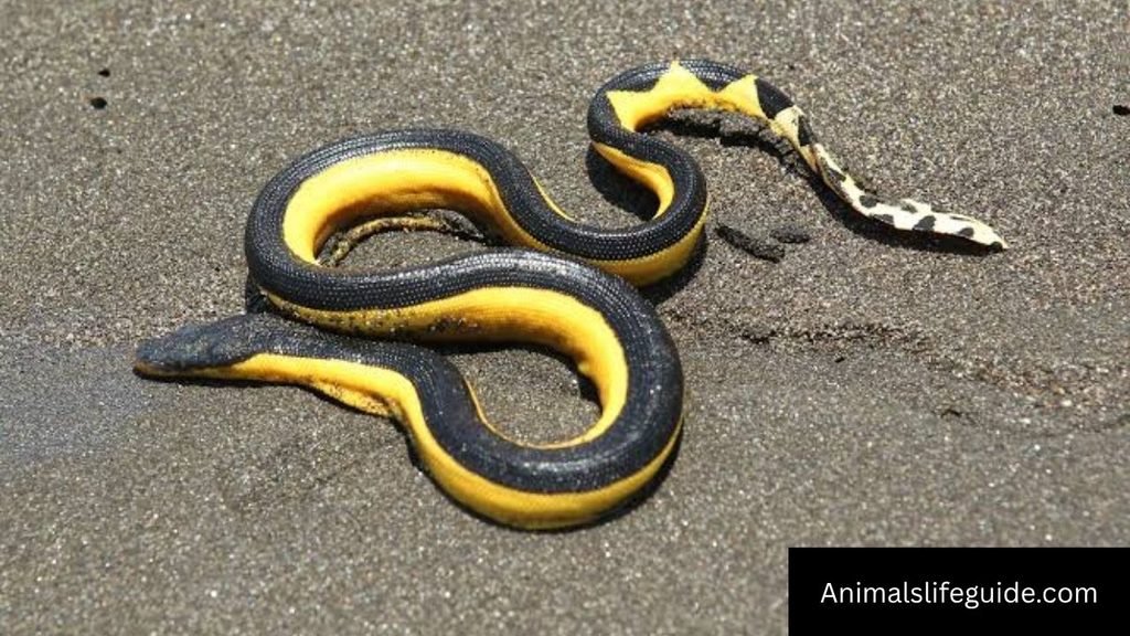 longest name of animal