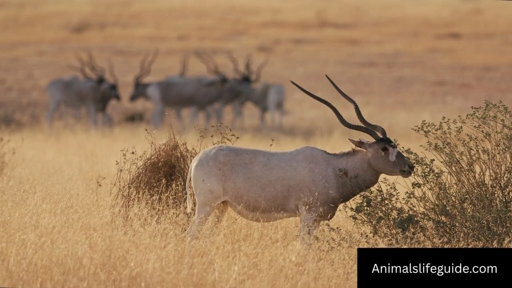 animal in africa with horns