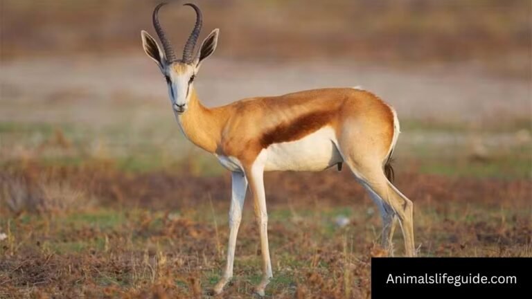 African Animals With Horns