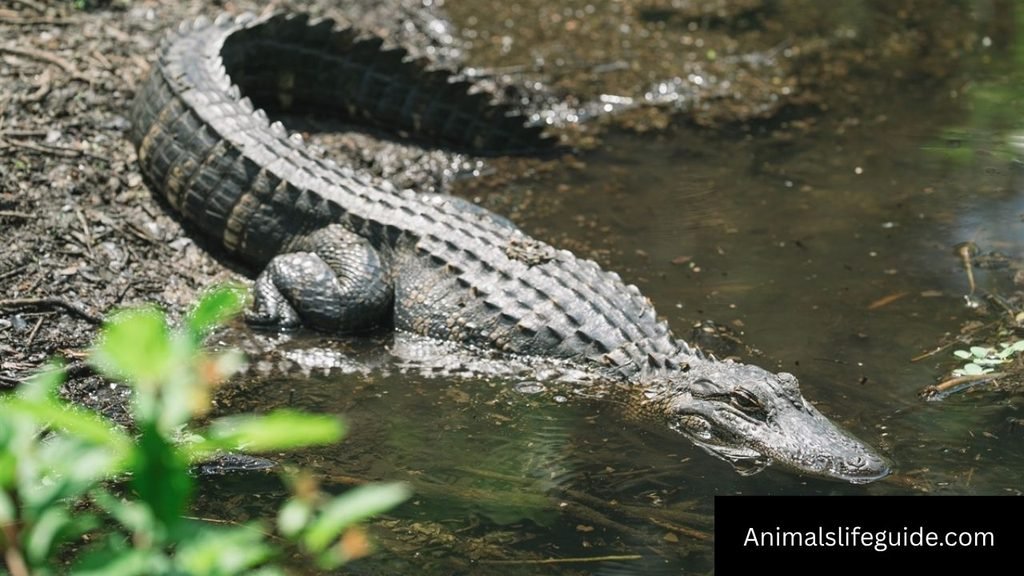 what animal has the strongest teeth