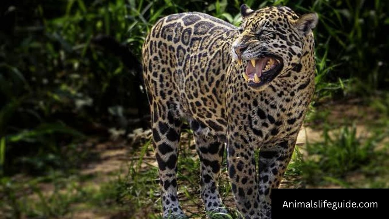 Animals With Sharp Teeth