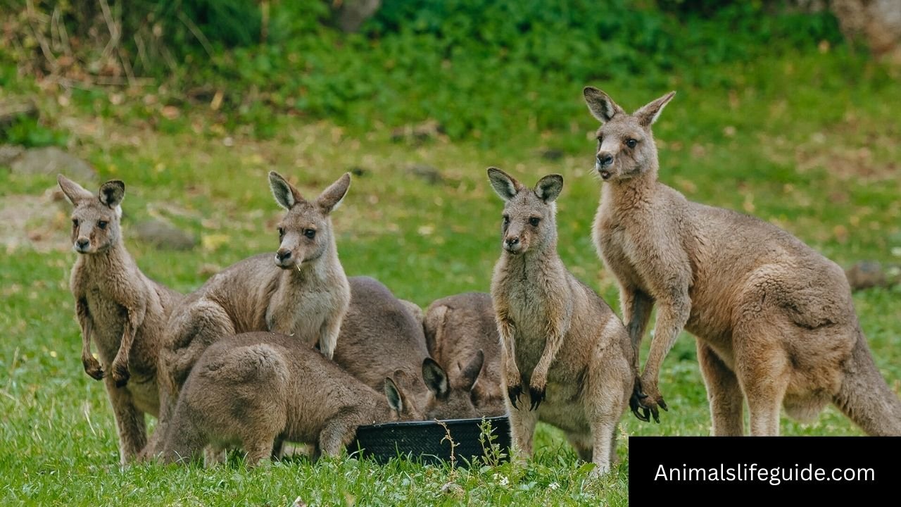 Are Kangaroos Smart Animals