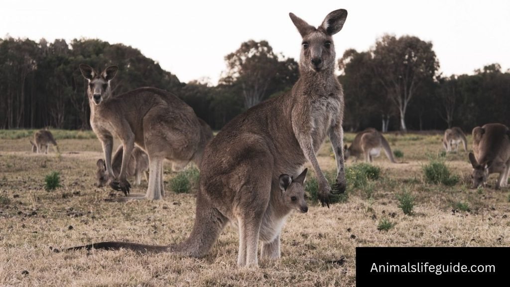 kangaroo strength