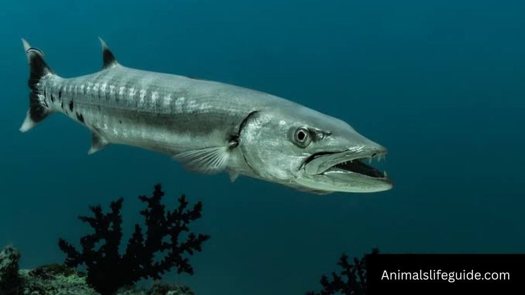 which animal has the sharpest teeth
