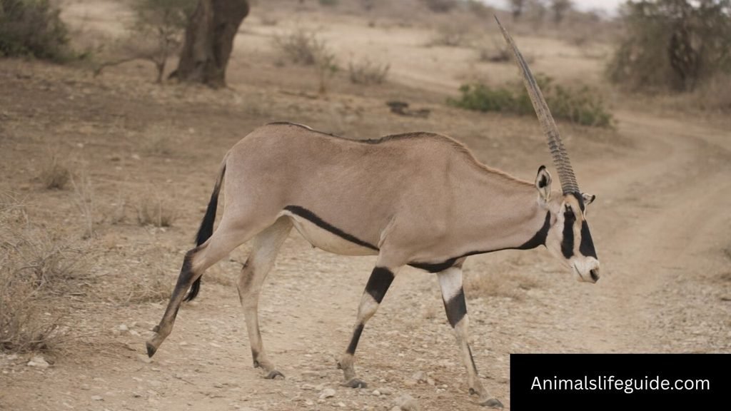 african mammals with horns