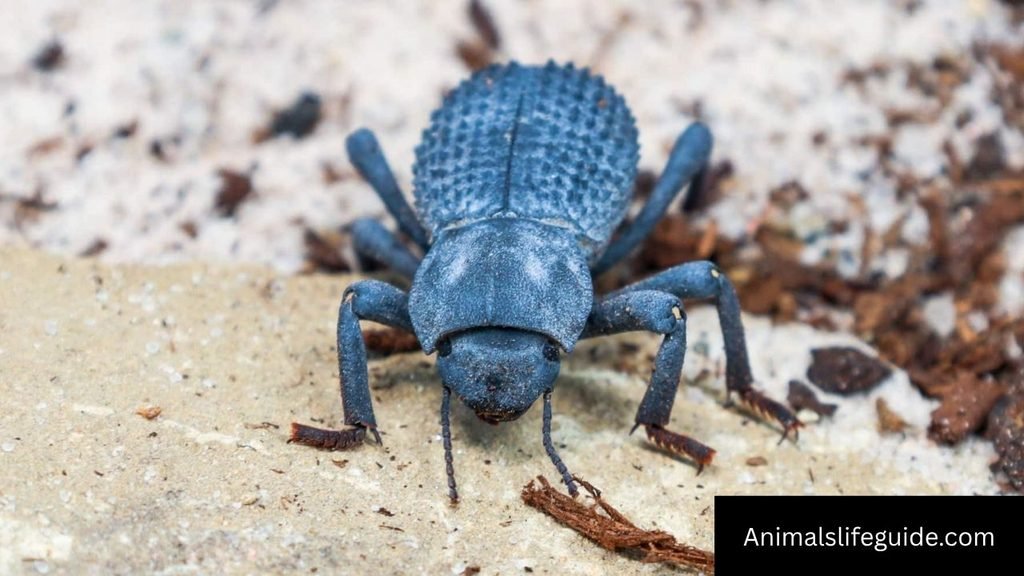 what animals can live in a terrarium
