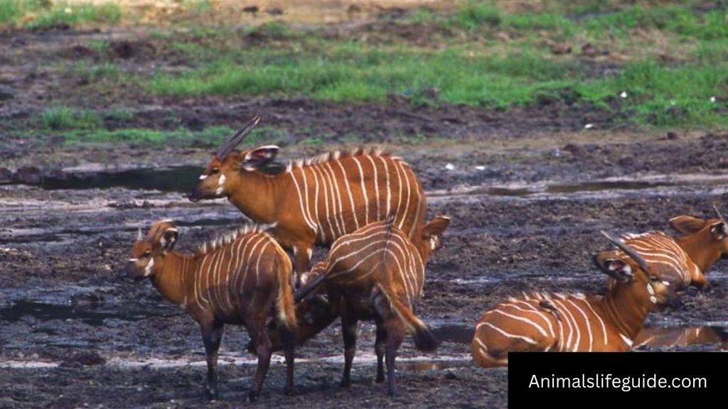 african animals with horns names