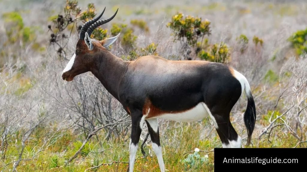 animals with horns in africa