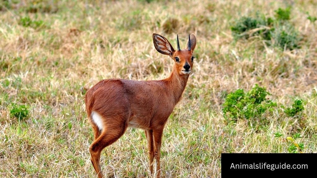 animal with straight horns