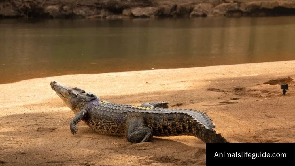 Animals With Sharp Teeth in The World
