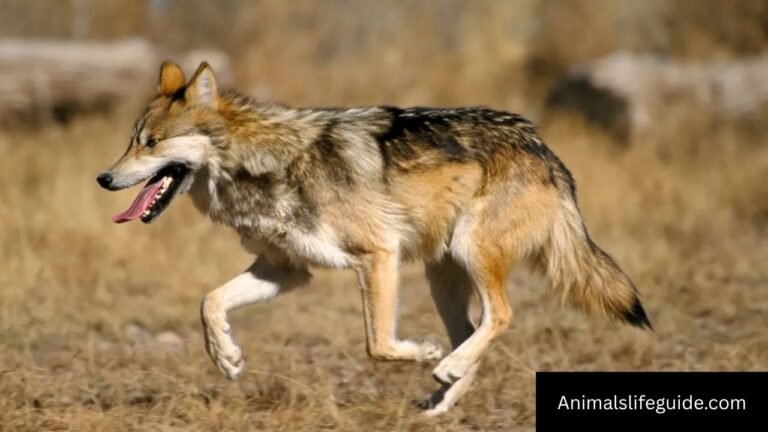 Do Wolves Purr