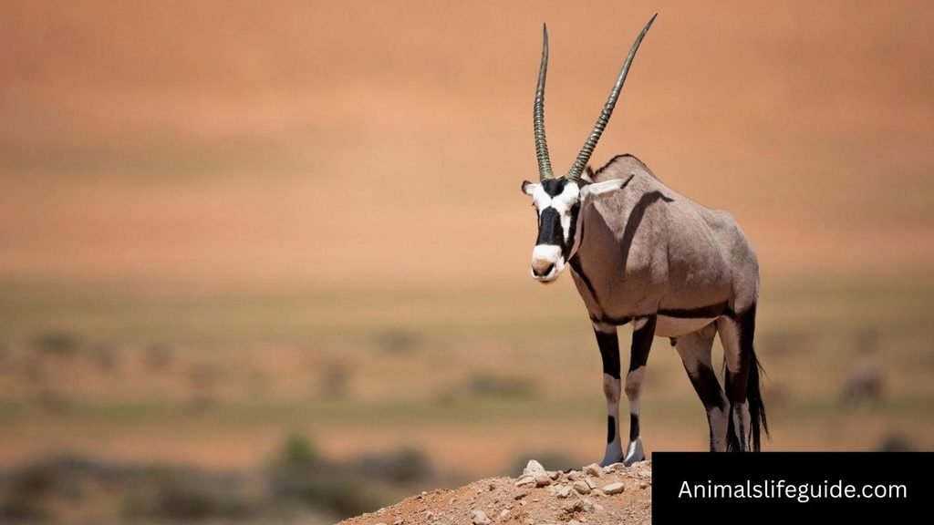africa animals with horns