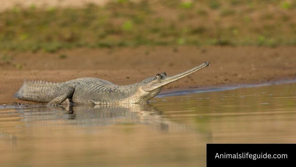 sharpest teeth animals