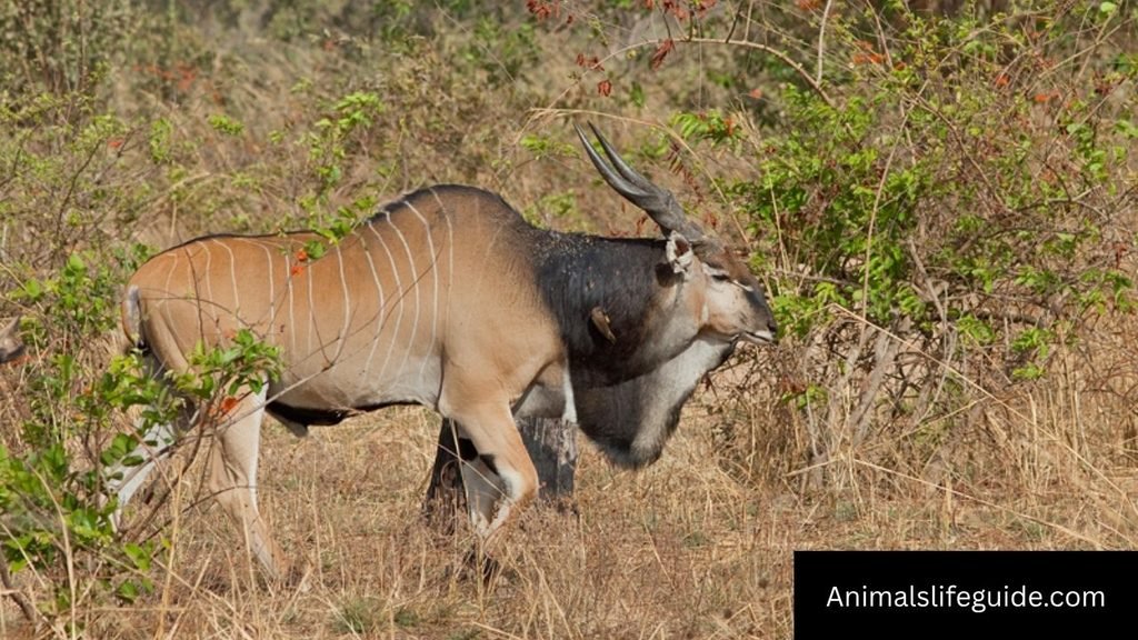 african animal with horns