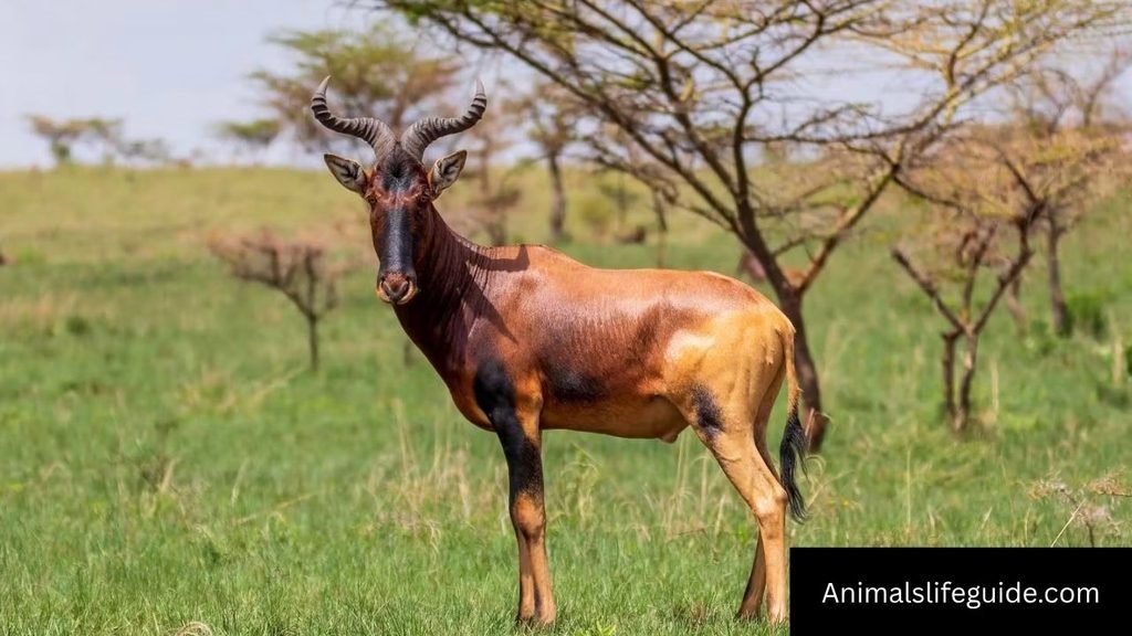 african animal with long horns