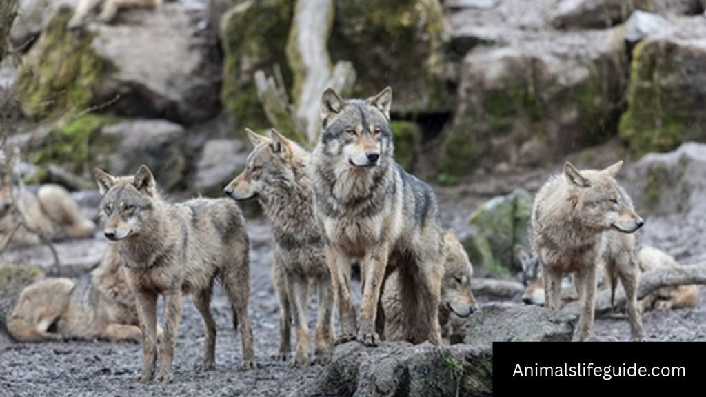 does wolf purr