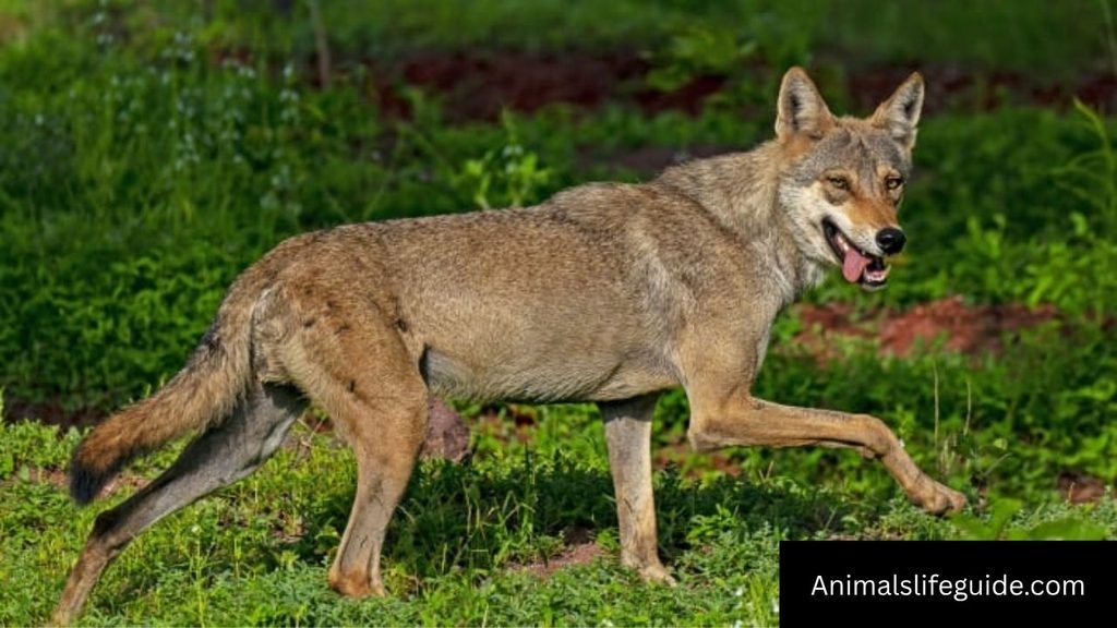 Do Wolves Show Affection