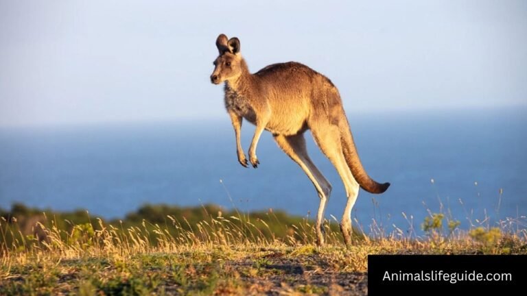 How Strong Are Kangaroos