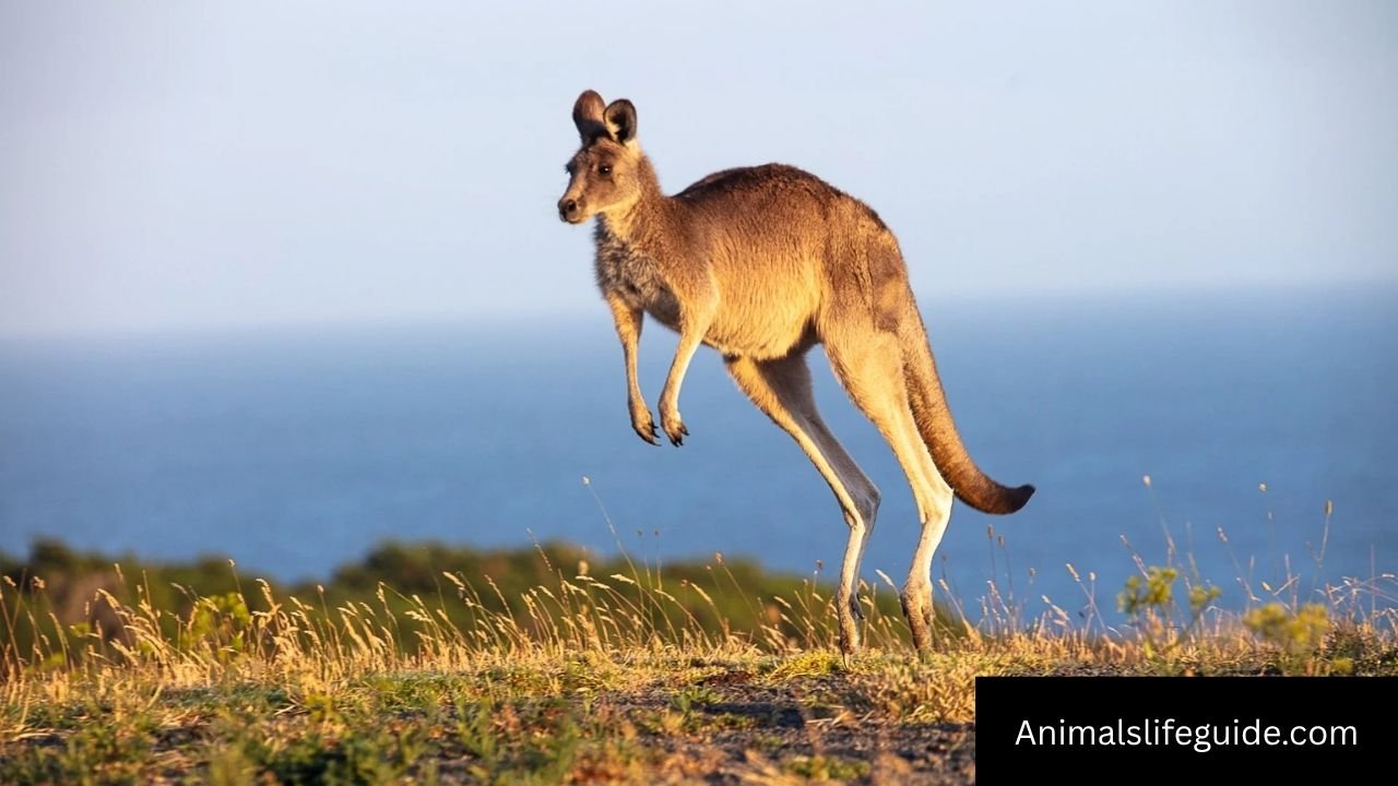 How Strong Are Kangaroos