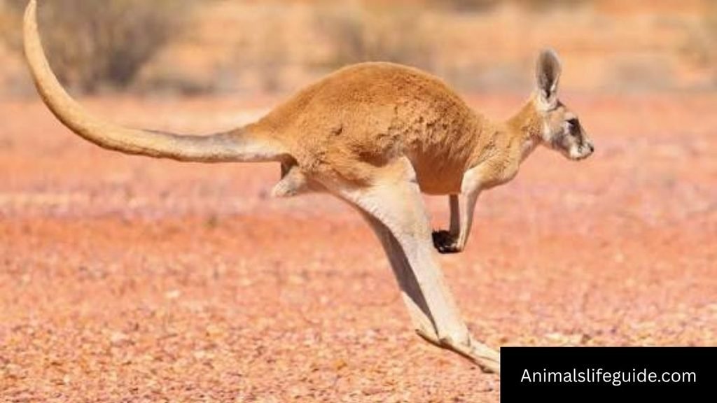 how hard can a kangaroo kick