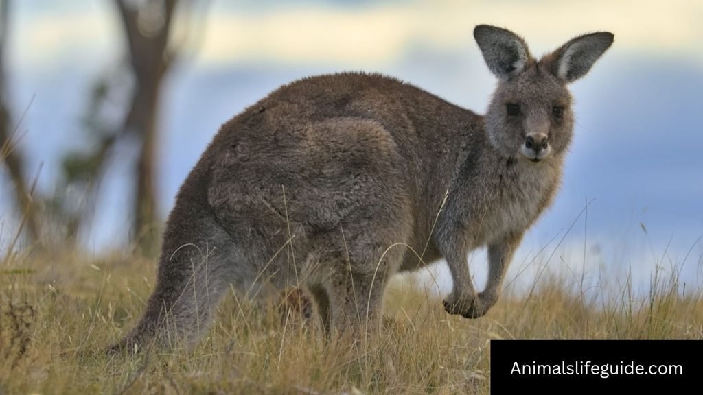 how hard does a kangaroo kick