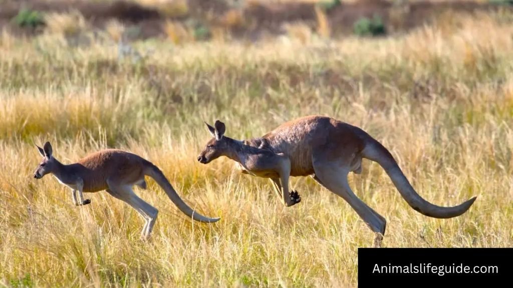 smart kangaroos