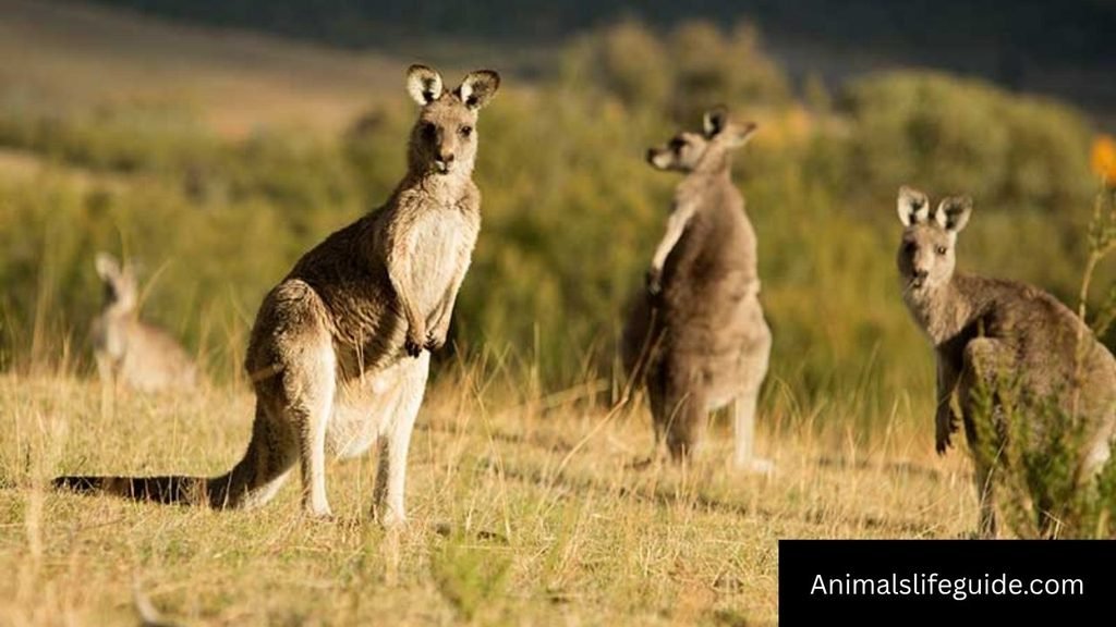 how intelligent are kangaroos