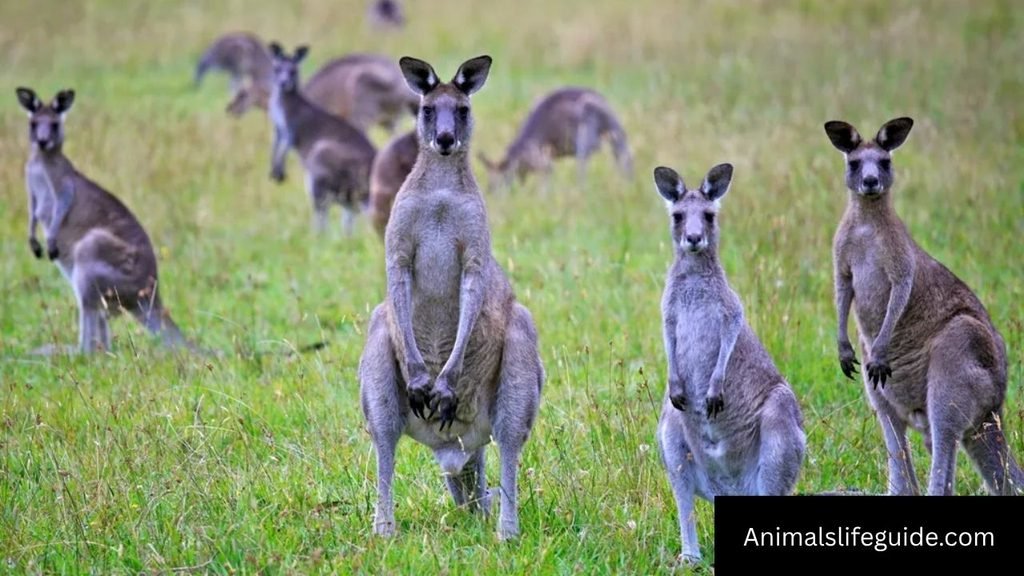 kangaroo intelligence