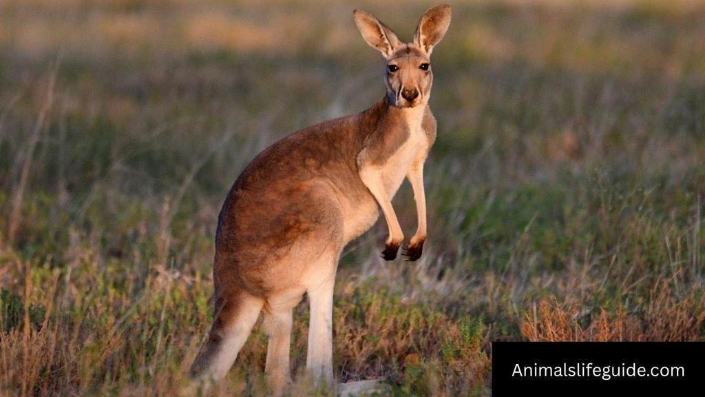 how smart are kangaroos