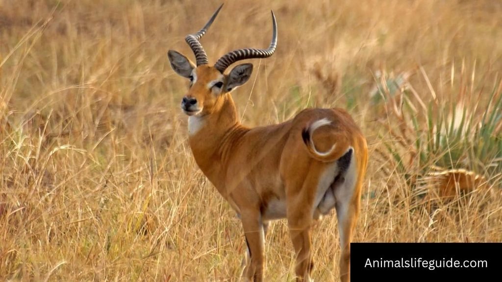 animal with horns in africa