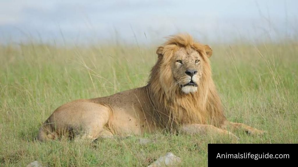 which animal has sharp teeth
