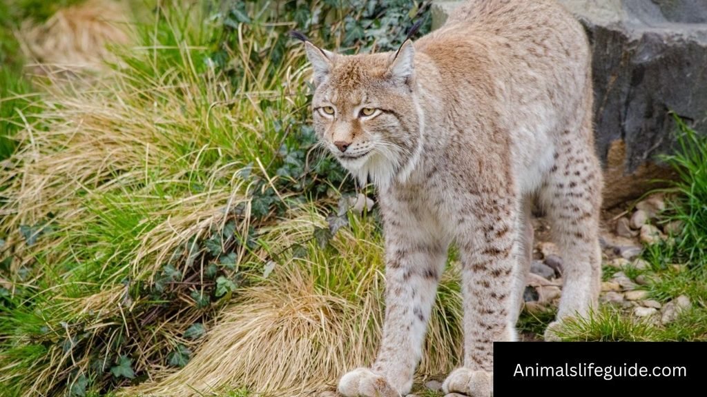 animals with sharp pointed teeth