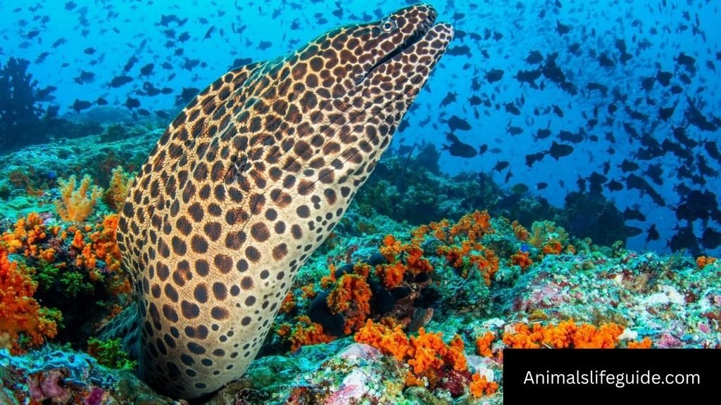 Animals With Sharpest Teeth