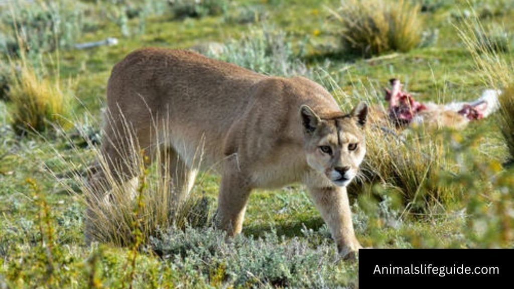 sharp teeth animal