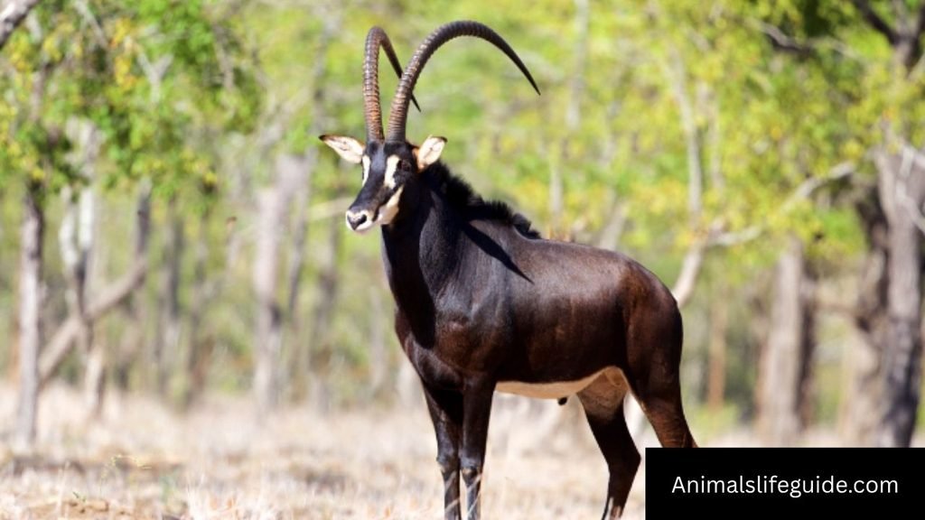 african horned animals