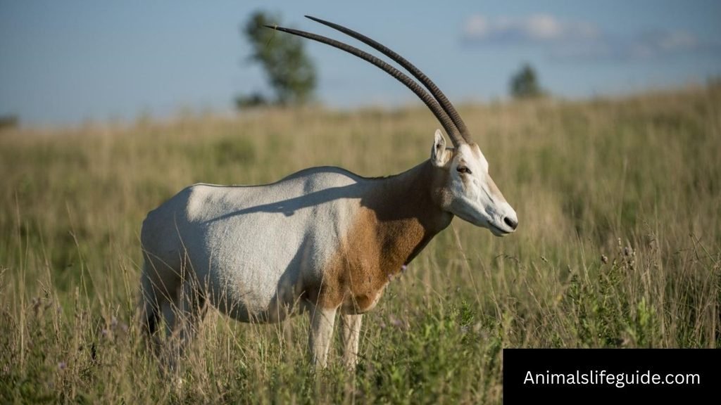 horned animals in africa