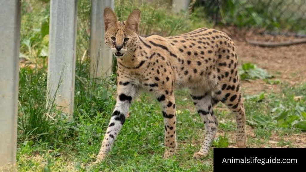 animals that have sharp teeth