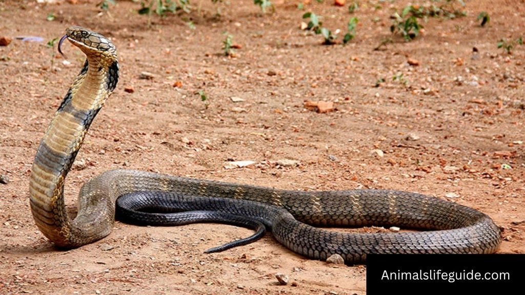 animal with sharp teeth