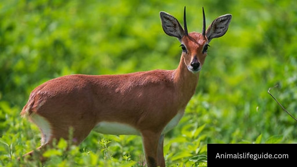 list african animals with horns